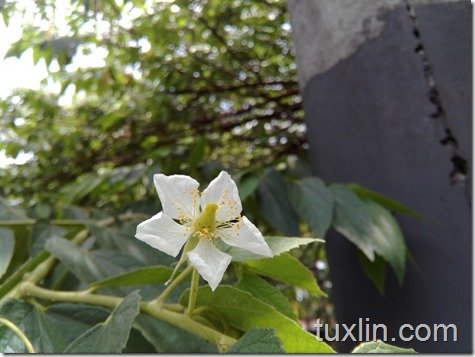 Sampel Foto Red Chili LA2-S