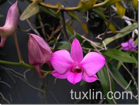 Sampel Foto Infinix Hot 3 X553 4G