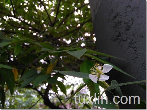 Sampel Foto Infinix Hot 3 X553 4G