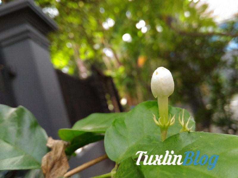 Asus Zenfone 2 Laser ZE550KL Mendarat di Tuxlin Blog! 6 Sampel Foto Kamera Asus Zenfone 2 Laser ZE550KL