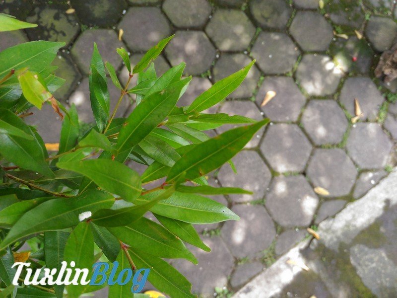 Asus Zenfone 2 Laser ZE550KL Mendarat di Tuxlin Blog! 7 Sampel Foto Kamera Asus Zenfone 2 Laser ZE550KL