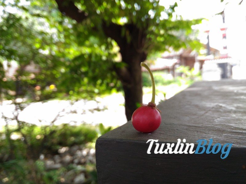 Asus Zenfone 2 Laser ZE550KL Mendarat di Tuxlin Blog! 10 Sampel Foto Kamera Asus Zenfone 2 Laser ZE550KL
