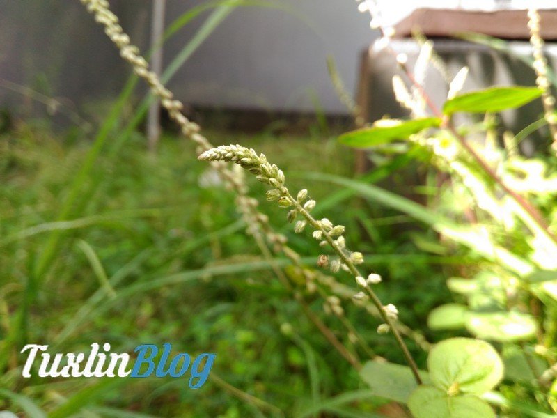 Asus Zenfone 2 Laser ZE550KL Mendarat di Tuxlin Blog! 9 Sampel Foto Kamera Asus Zenfone 2 Laser ZE550KL