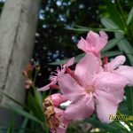 Sampel Foto Xiaomi Xiaomi Redmi 3X