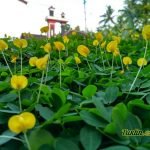 Sampel Foto Xiaomi Xiaomi Redmi 3X