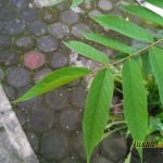 Sampel Foto Xiaomi Xiaomi Redmi 3X