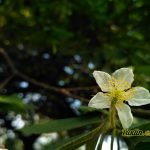 Sampel Foto Xiaomi Xiaomi Redmi 3X