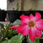 Sampel Foto Xiaomi Xiaomi Redmi 3X