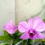 Sampel Foto Xiaomi Xiaomi Redmi 3X