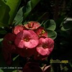 Sampel Hasil Foto Kamera Asus Zenfone 4 Selfie Pro ZD552KL