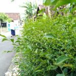 Sampel Hasil Foto Kamera Asus Zenfone 4 Selfie Pro ZD552KL