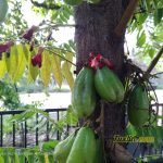 Sampel Hasil Foto Kamera Asus Zenfone 4 Selfie Pro ZD552KL