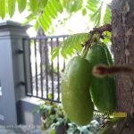 Sampel Hasil Foto Kamera Asus Zenfone 4 Selfie Pro ZD552KL