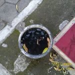Sampel Hasil Foto Kamera Asus Zenfone 4 Selfie Pro ZD552KL