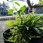 Sampel Hasil Foto Kamera Asus Zenfone 4 Selfie Pro ZD552KL