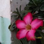 Sampel Hasil Foto Kamera Asus Zenfone 4 Selfie Pro ZD552KL