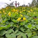 Sampel Hasil Foto Kamera Xiaomi Redmi 5 Plus