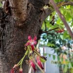 Sampel Hasil Foto Kamera Xiaomi Redmi 5 Plus