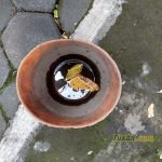 Sampel Hasil Foto Kamera Xiaomi Redmi 5 Plus