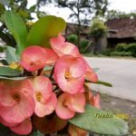 Sampel Hasil Foto Kamera Xiaomi Redmi 5 Plus