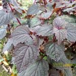 Sampel Hasil Foto Kamera Xiaomi Redmi 5 Plus