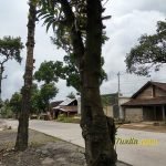 Sampel Hasil Foto Kamera Xiaomi Redmi 5 Plus