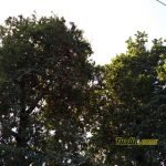 Menjajal Honor 7A Smartphone Kekinian Berkamera Ganda, Ini Hasil Fotonya! 19 Sampel Hasil Foto Kamera Honor 7A