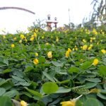 Menjajal Honor 7A Smartphone Kekinian Berkamera Ganda, Ini Hasil Fotonya! 25 Sampel Hasil Foto Kamera Honor 7A