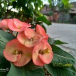 Hasil Foto Kamera Asus Zenfone 5 ZE620KL Macro