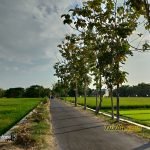 Hasil Foto Kamera Asus Zenfone 5 ZE620KL Siang Hari