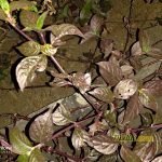 Hasil Foto Kamera Asus Zenfone 5 ZE620KL Malam Hari dengan LED Flash