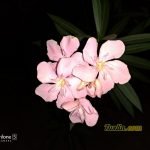 Hasil Foto Kamera Asus Zenfone 5 ZE620KL Malam Hari dengan LED Flash