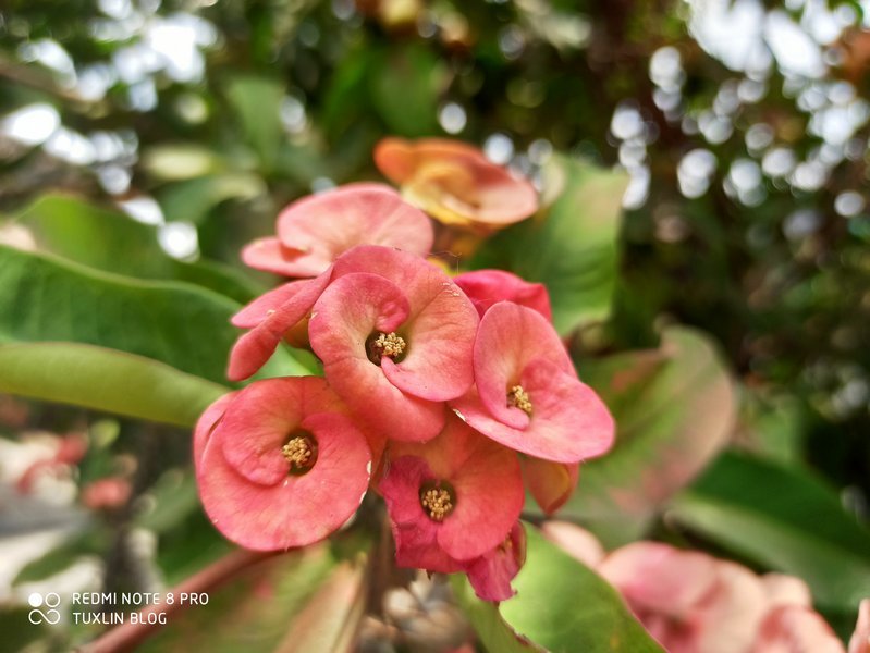 Xiaomi Redmi Note 8 Pro Mendarat di Tuxlin Blog, Begini Kamera 64MP Andalannya 10 Xiaomi Redmi Note 8 Pro Mendarat di Tuxlin Blog, Begini Kamera 64MP Andalannya 10