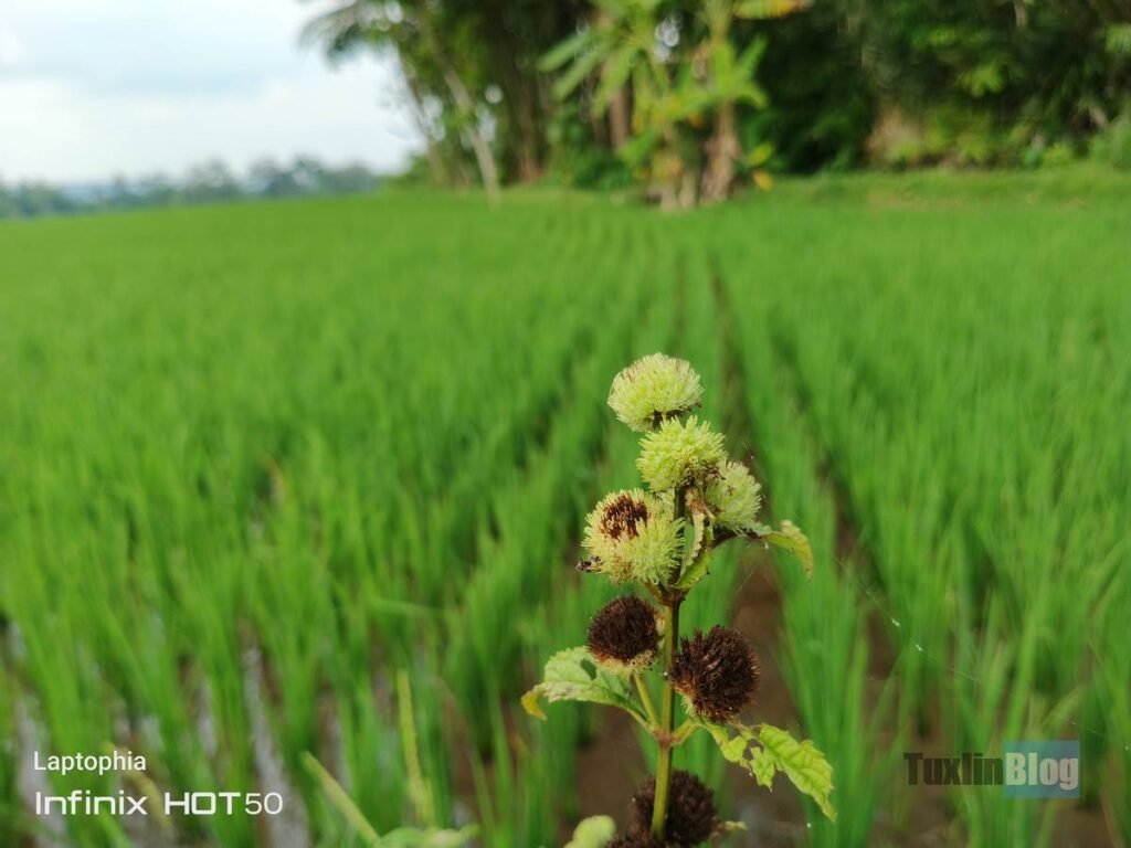 Review Kamera Infinix Hot 50 Berkekuatan 50MP, Bagus Nggak? 17