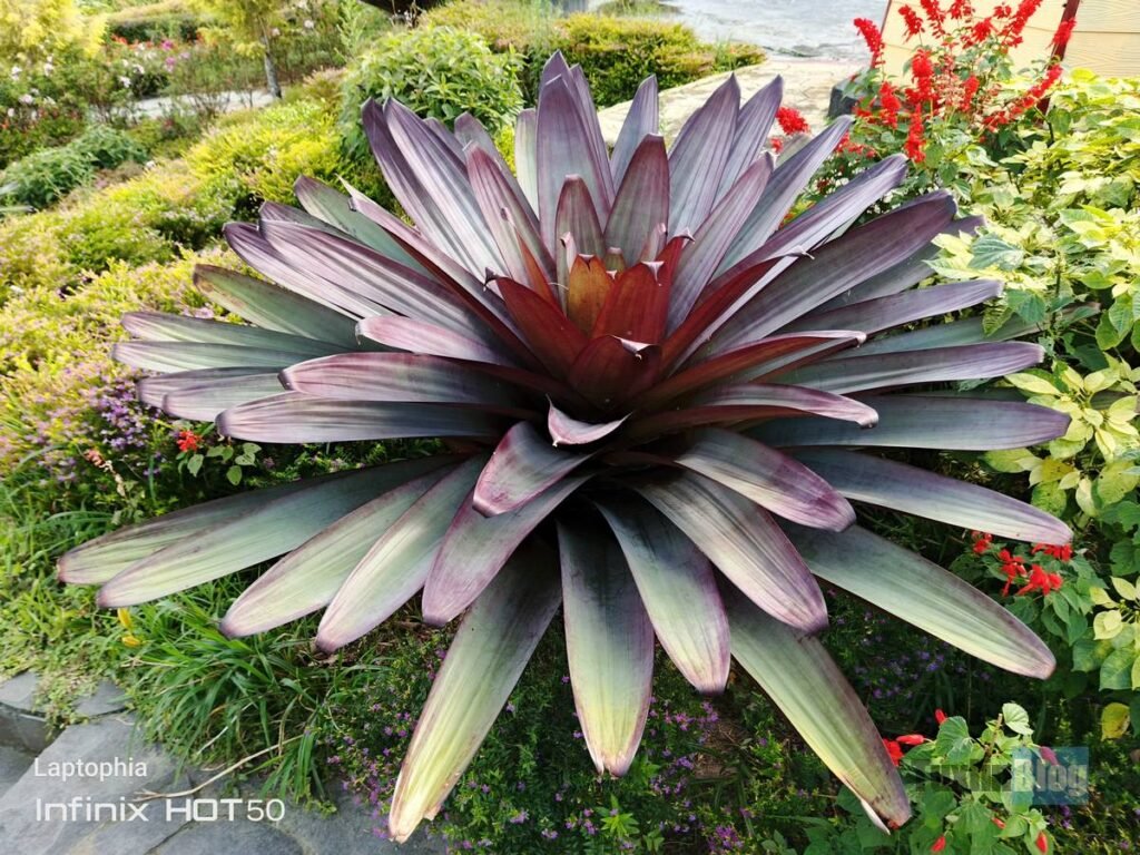 Review Kamera Infinix Hot 50 Berkekuatan 50MP, Bagus Nggak? 9