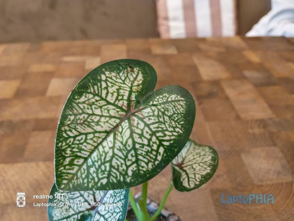 Review Kamera Realme 15T Berkekuatan 50MP dengan Sensor OmniVision OV50D40 22