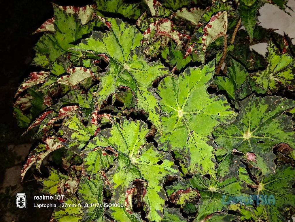 Review Kamera Realme 15T Berkekuatan 50MP dengan Sensor OmniVision OV50D40 38